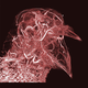 Scott Echols, Scarlet Imaging and the Grey Parrot Anatomy Project